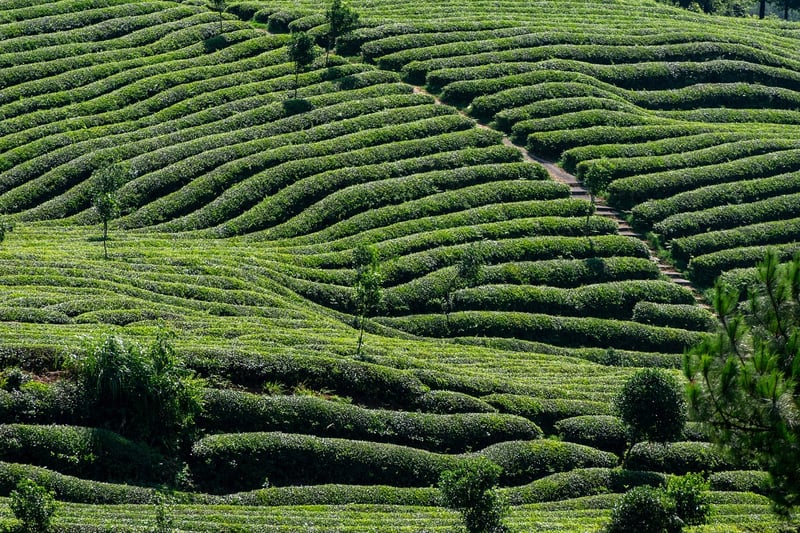 Tea Blending